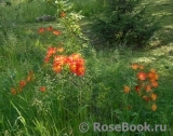 Rosa foetida Bicolor