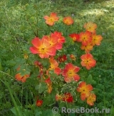 Rosa foetida Bicolor