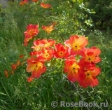 Rosa foetida Bicolor