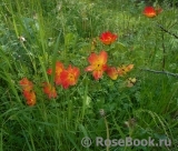 Rosa foetida Bicolor