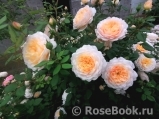 Crocus Rose® 