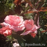 La Rose de Molinard ®