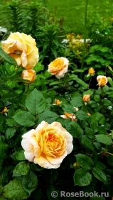 Crown Princess Margareta®