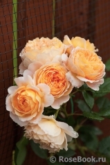 Crown Princess Margareta®