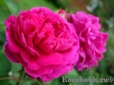 Rose de Rescht