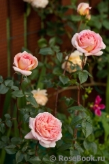 Abraham Darby