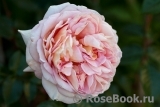 Abraham Darby