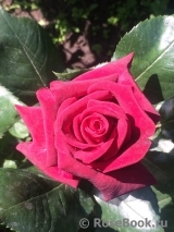 Black Baccara