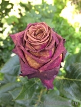 Black Baccara