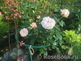 White Fox Rose