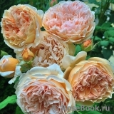 Crown Princess Margareta®