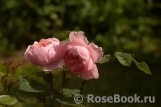 The Alnwick Rose