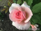 Abraham Darby