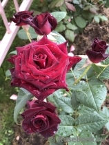 Black Baccara