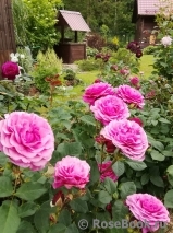 Kaffe Fassett Rose