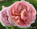 Abraham Darby