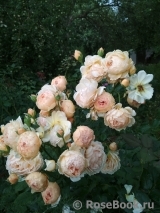 Crown Princess Margareta®