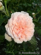 Rose de Tolbiac ®