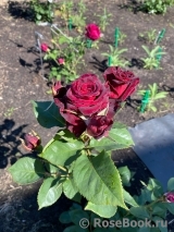 Black Baccara