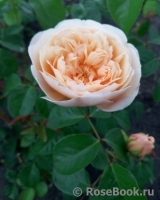 Crown Princess Margareta®