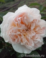 Crown Princess Margareta®