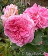 Gertrude Jekyll