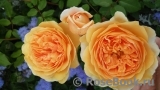 Crown Princess Margareta®