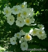 Rosa multiflora