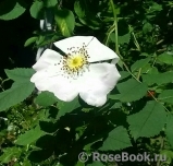 Rosa canina 'inermis'