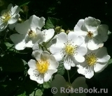 Rosa multiflora