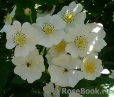 Rosa multiflora