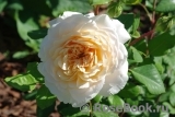 Crocus Rose® 