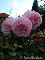 A Shropshire Lad