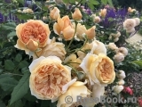 Crown Princess Margareta®