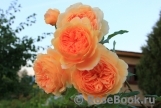 Crown Princess Margareta®