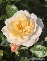 Lions Rose