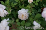 Crocus Rose® 