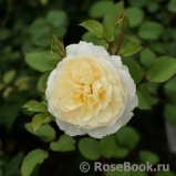 Crocus Rose® 