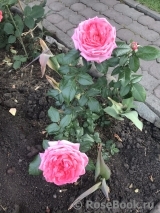 La Rose de Molinard ®