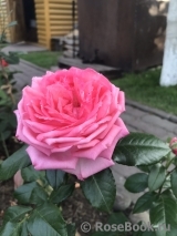 La Rose de Molinard ®