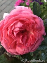 La Rose de Molinard ®