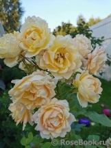 Rose des Cisterciens 