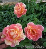 Rose des Cisterciens 