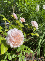 Rose de Tolbiac ®