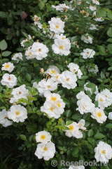 Bees Paradise Rose White