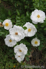 Bees Paradise Rose White