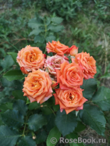 Orange Babyflor 