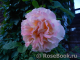 Rose de Gerberoy ®