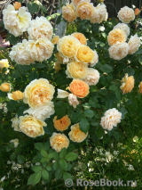 Crown Princess Margareta®