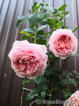 Abraham Darby